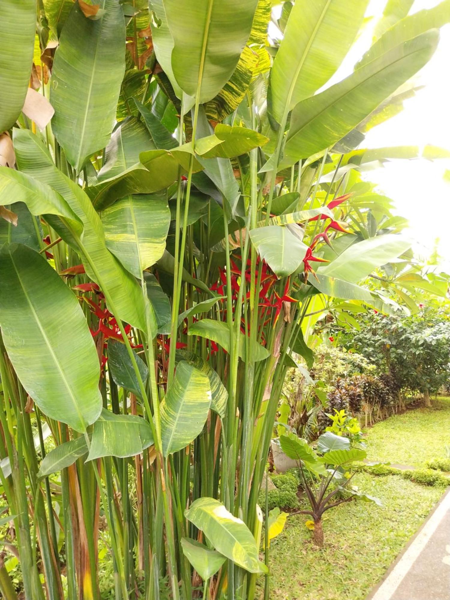 Puri Prana Guest House Ubud Eksteriør billede